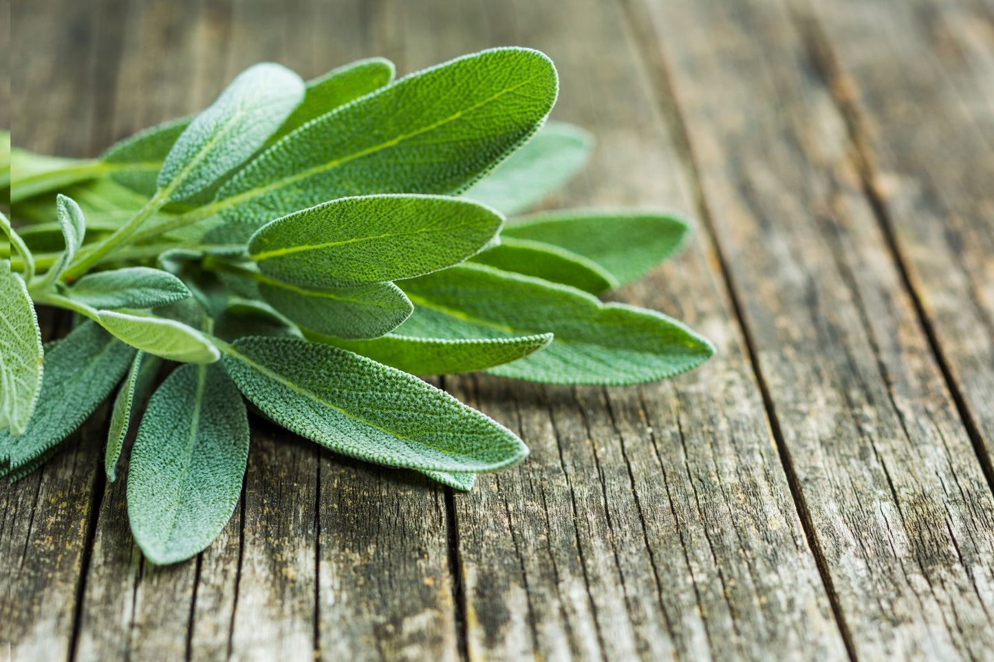 Sage Essential Oil