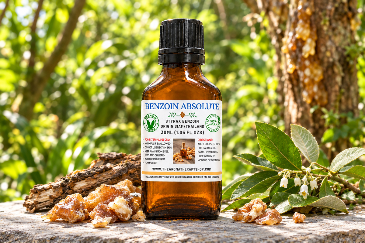 Benzoin Absolute showcase with your label, resin and leafy sprigs on natural slate, and a Thai woodland background