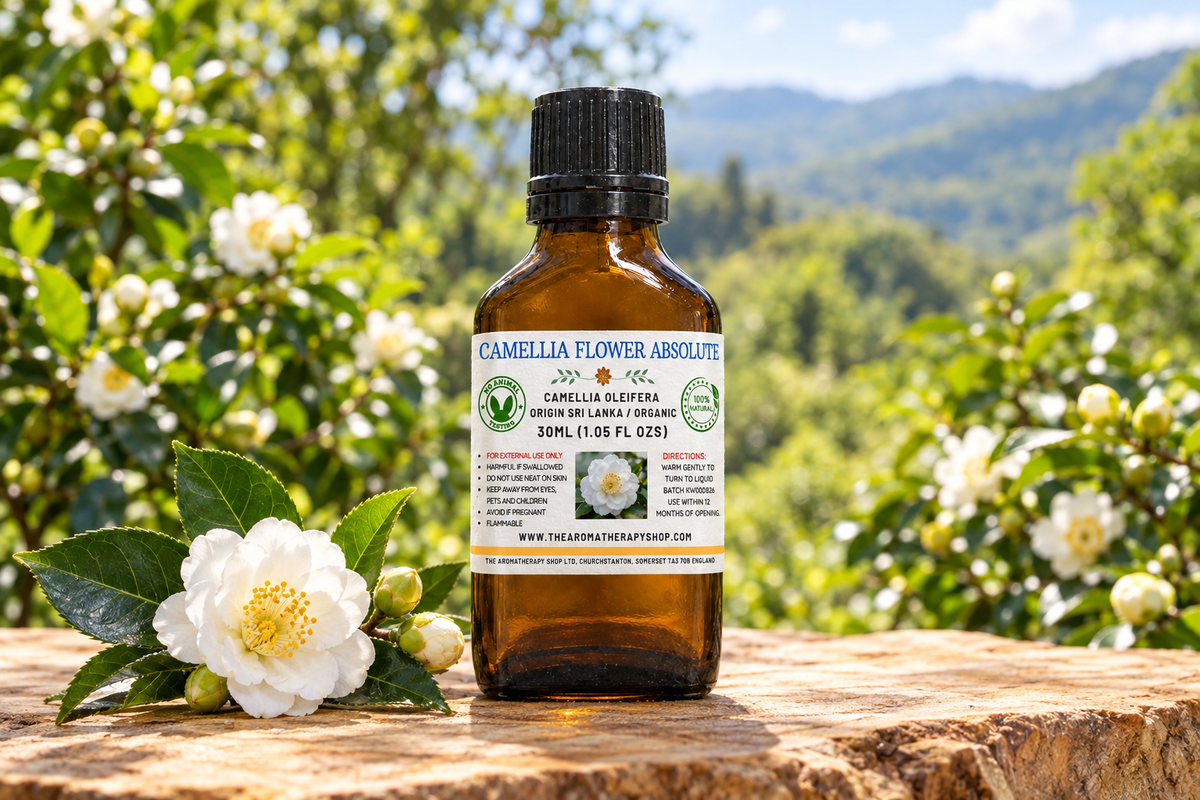 Camellia Flower Absolute showcase with your label, flowers on natural jackfruit wood and a Sri Lankan garden background