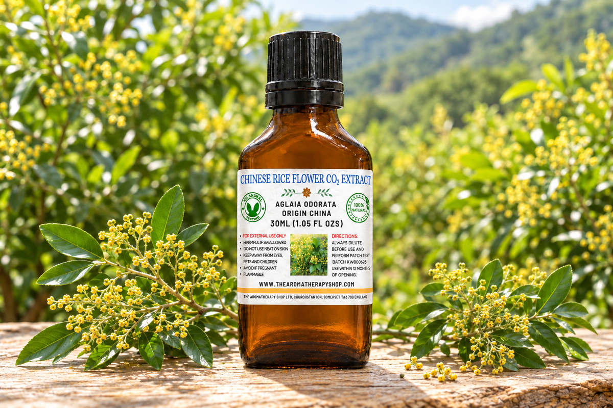 Chinese Rice Flower showcase with your label, delicate flowering sprigs on weathered elm wood and a Chinese garden background