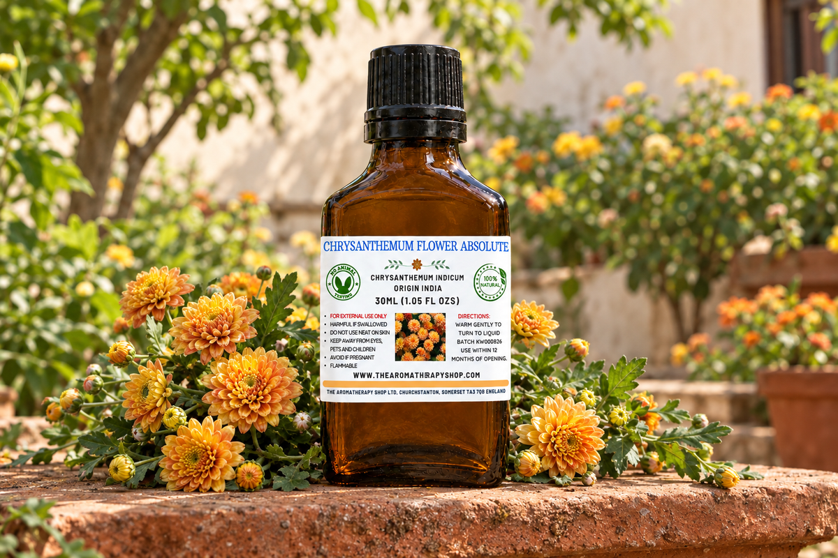 Chrysanthemum indicum 30ml showcase
