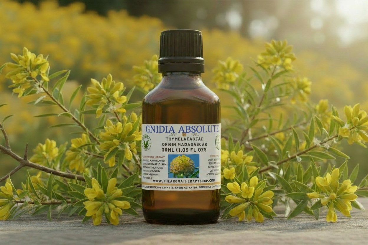 Gnidia Absolute 30ml - ABSOLUTE Fixed
