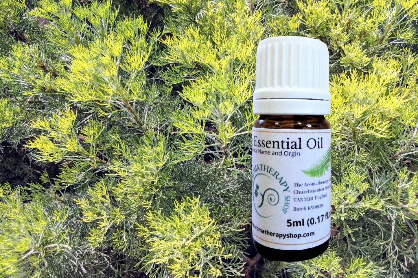 Davana Essential Oil / Organic (Origin: India)