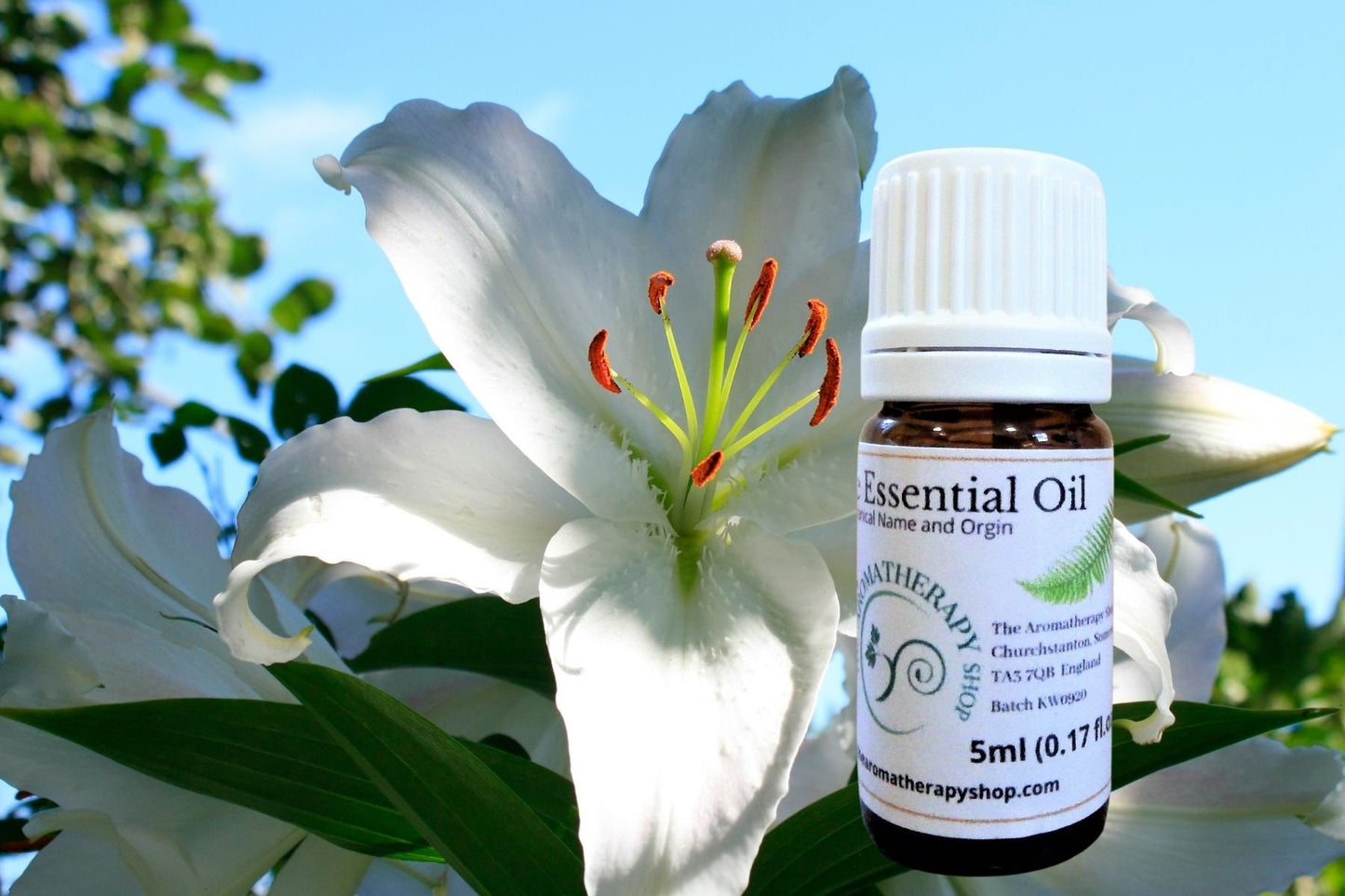 Lily Essential Oil / Origin France