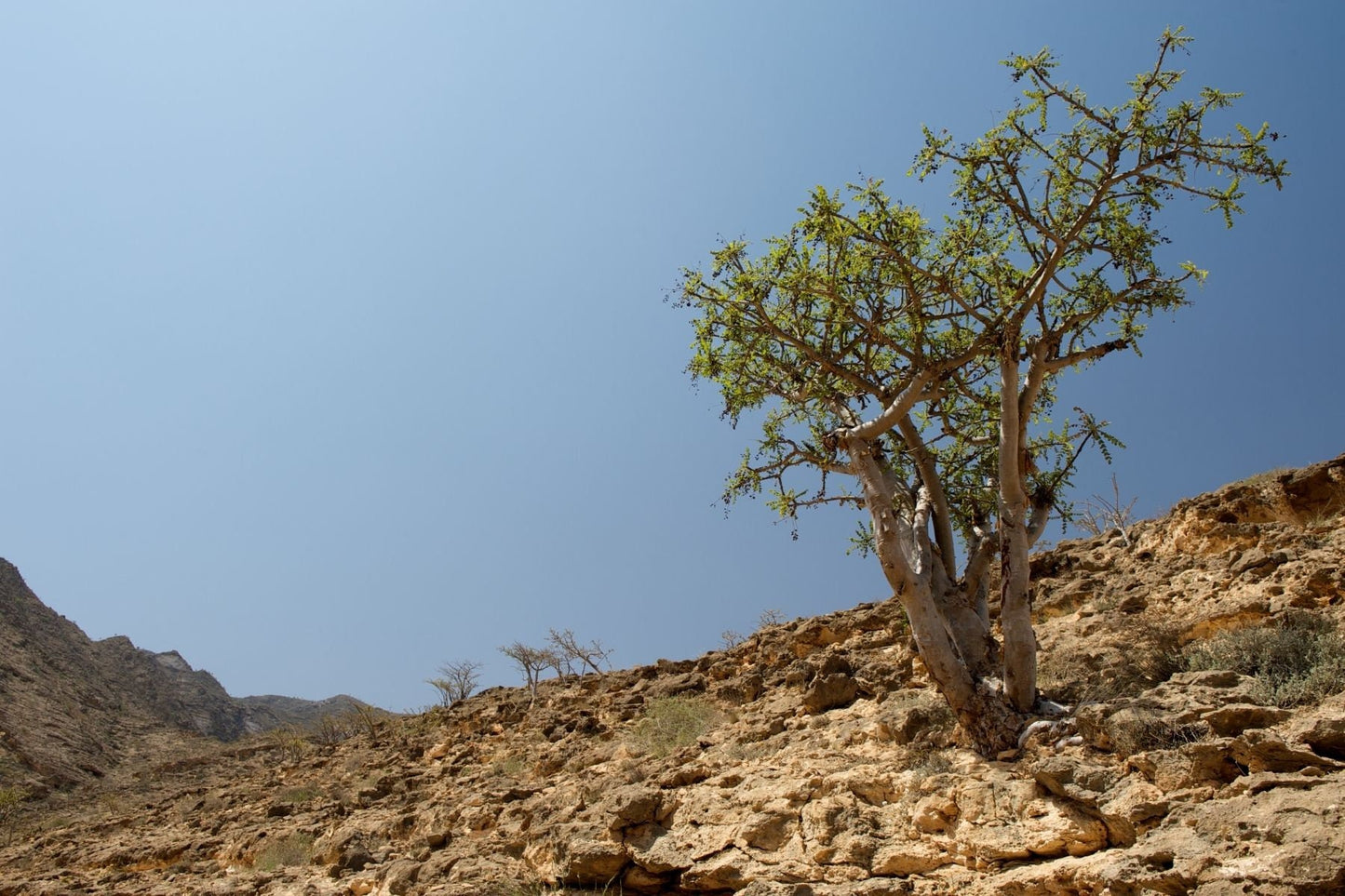 Somalian Frankincense Essential Oil