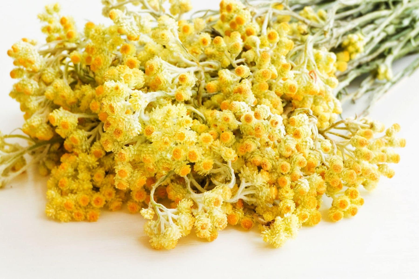 South African Immortelle Essential Oil / Cape Gold