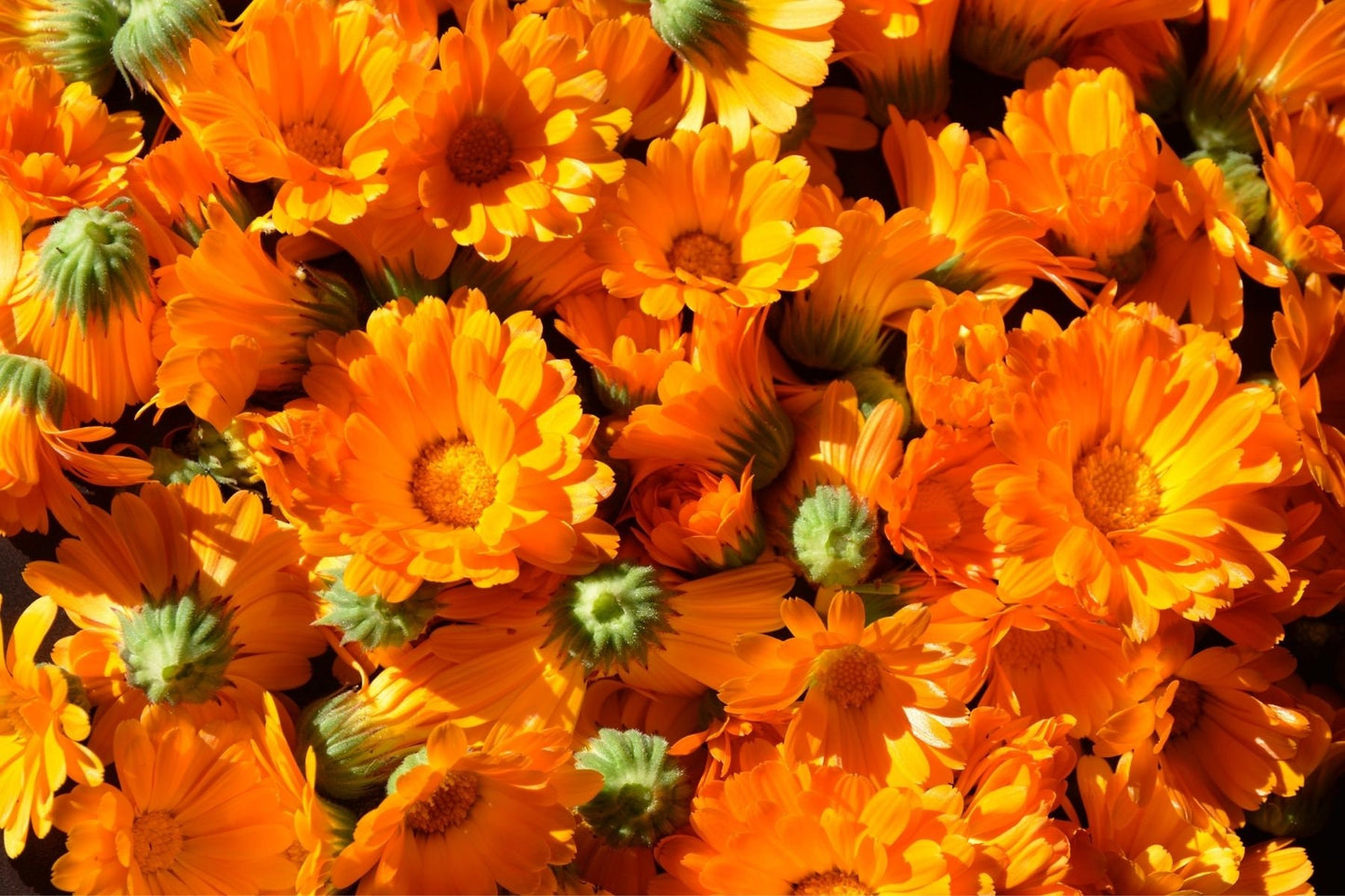 Calendula / Marigold strong infusion in Sunflower Oil