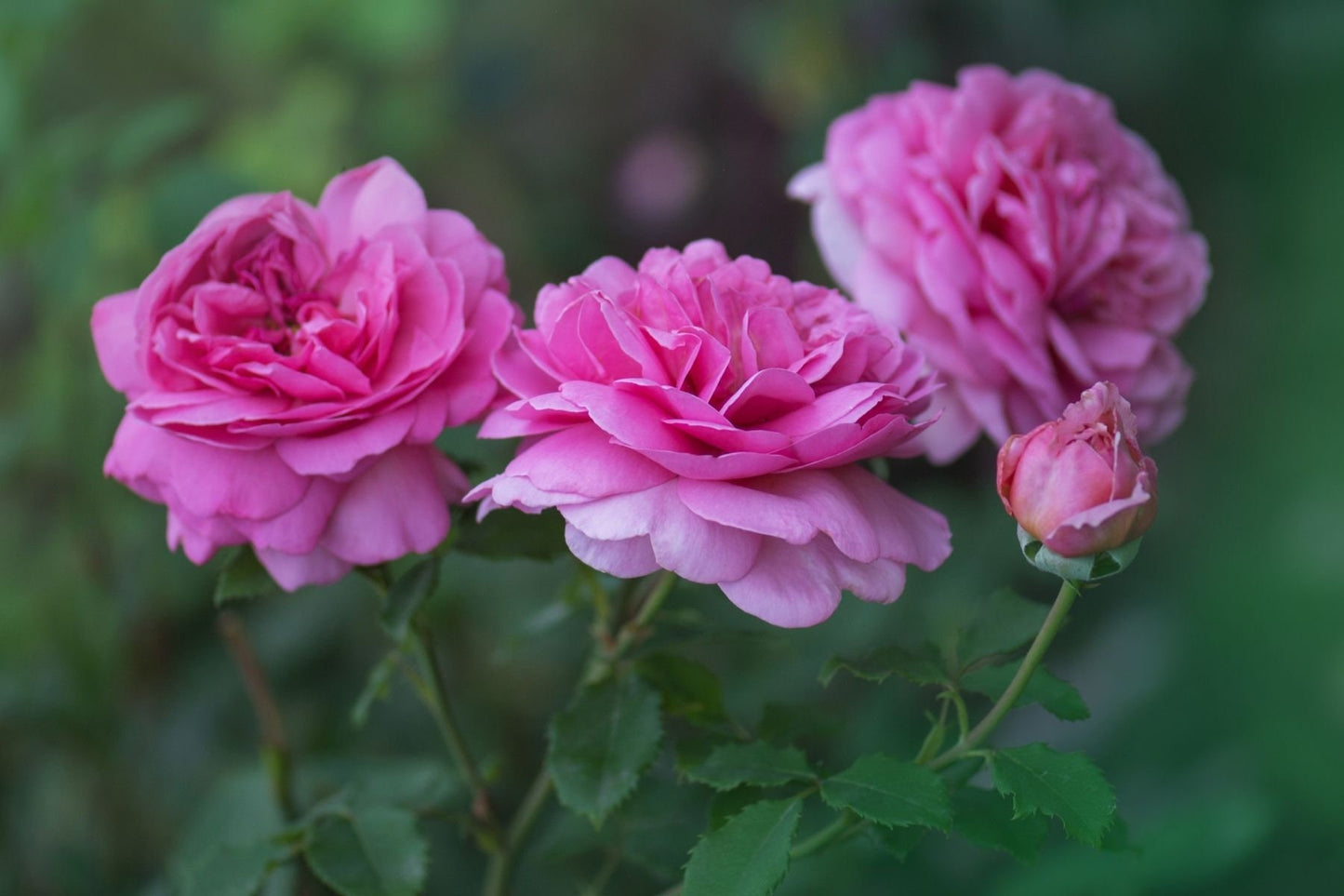 English Rose Aroma Oil for Soaps, Candles, Lotions and Shampoos