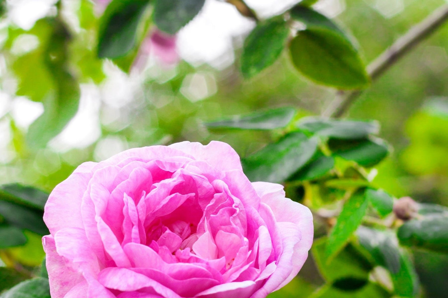 Rose Maroc Essential Oil