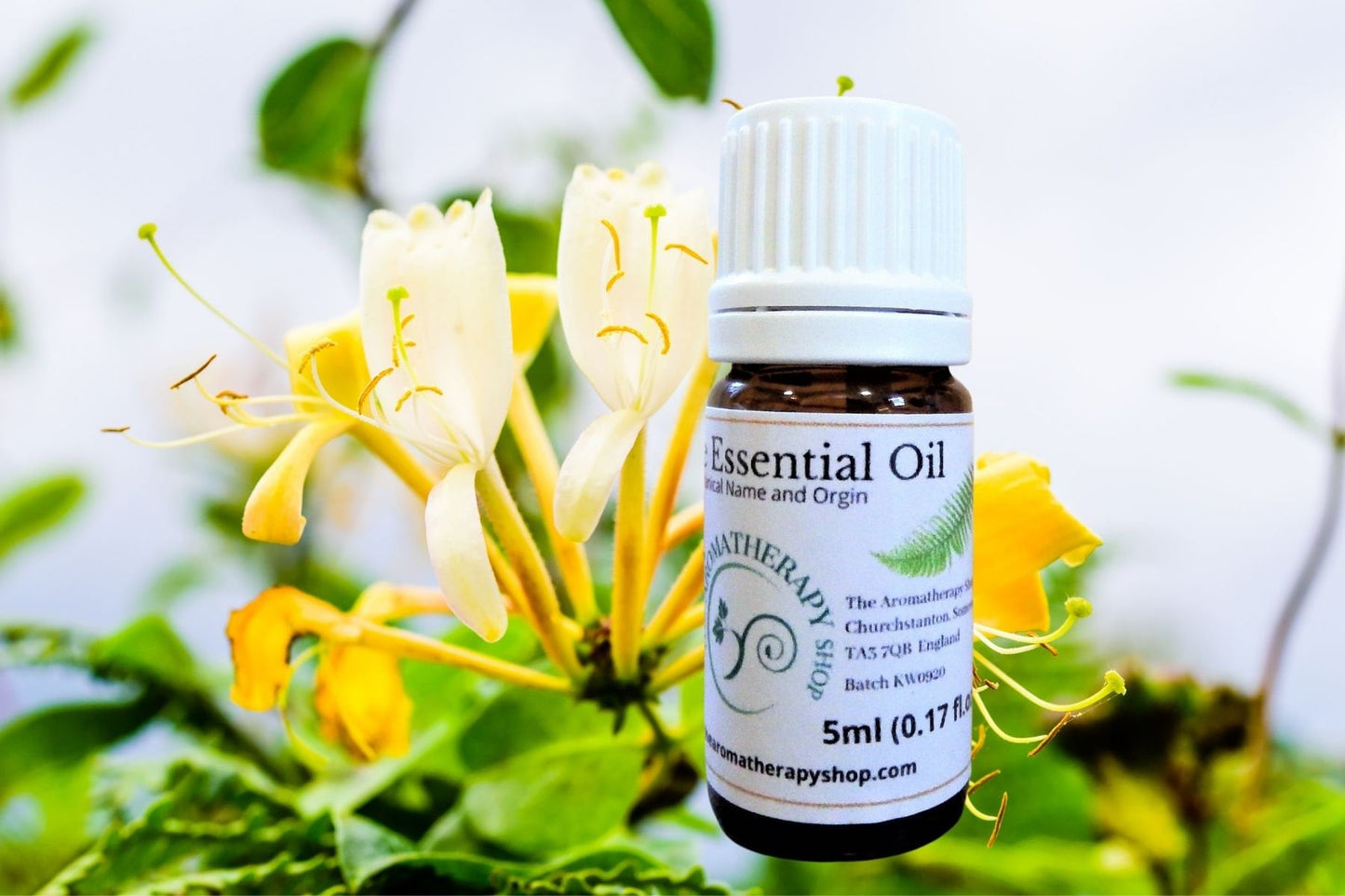Honeysuckle Essential Oil / Spring floral aroma