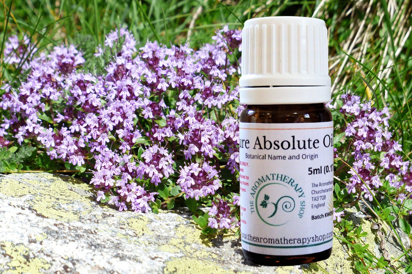 Thyme Absolute Oil / Origin France