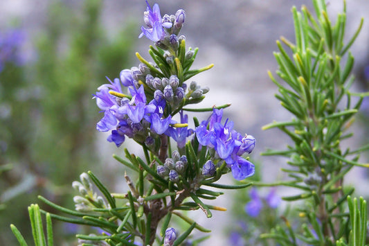 Rosemary Absolute / Origin France