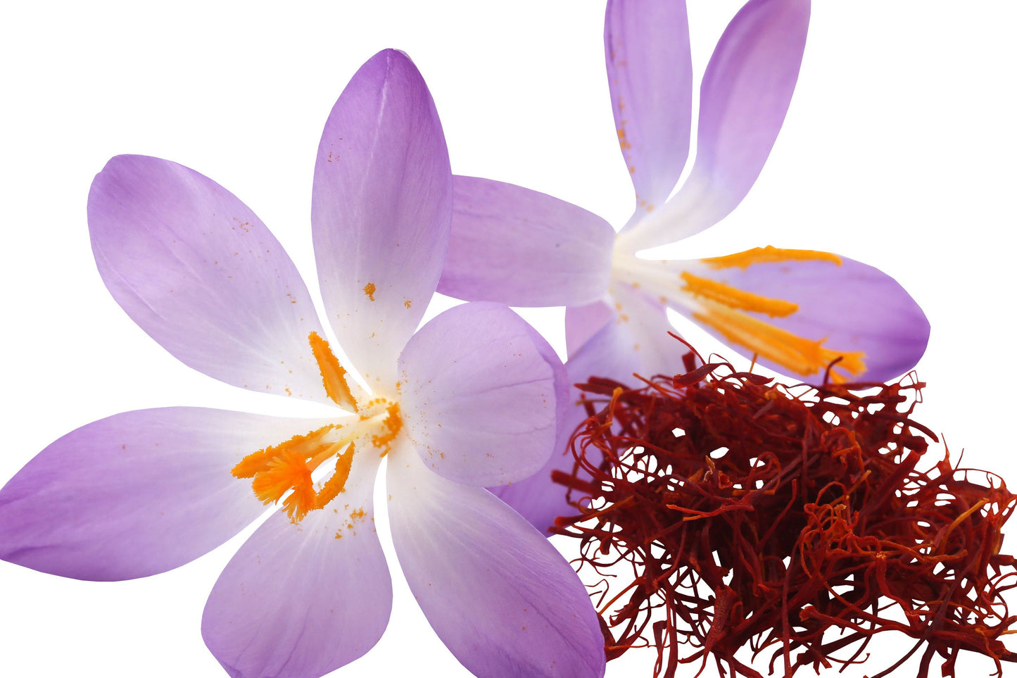 Saffron Absolute Oil @ 5% / Origin: India