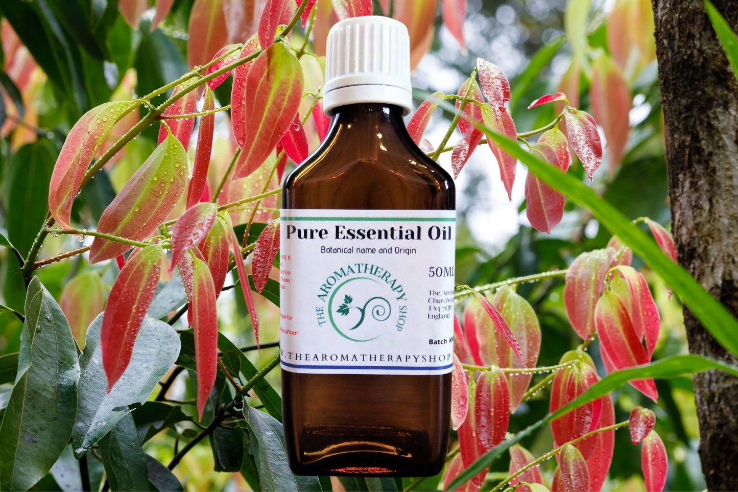 Cinnamon Leaf Pure Essential Oil