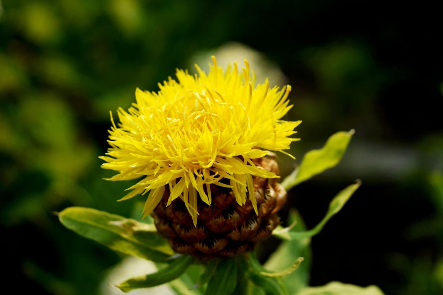 Thistle Oil