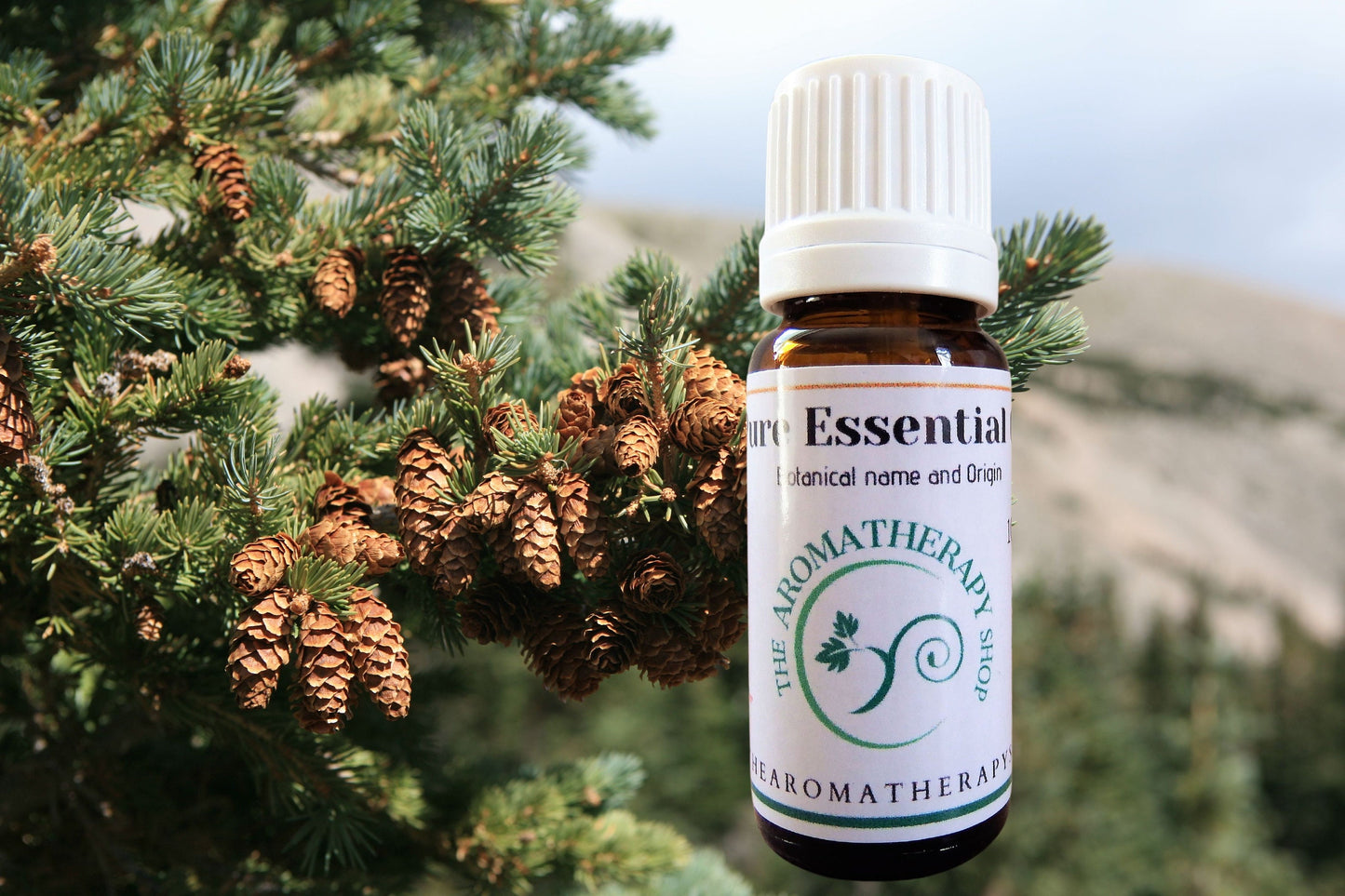 Douglas Fir Pure Essential Oil / Origin Canada