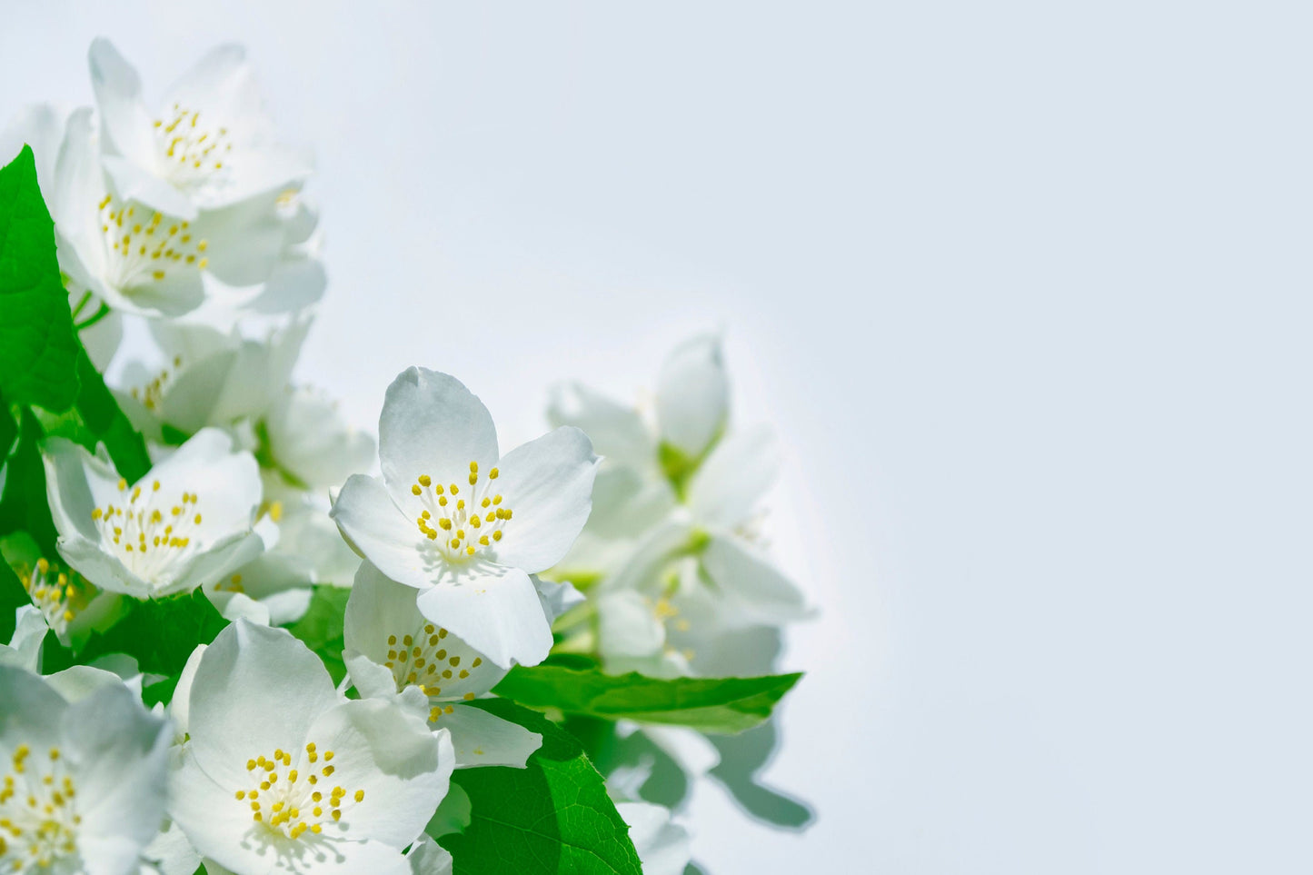 Turkish Jasmine Pure Essential Oil