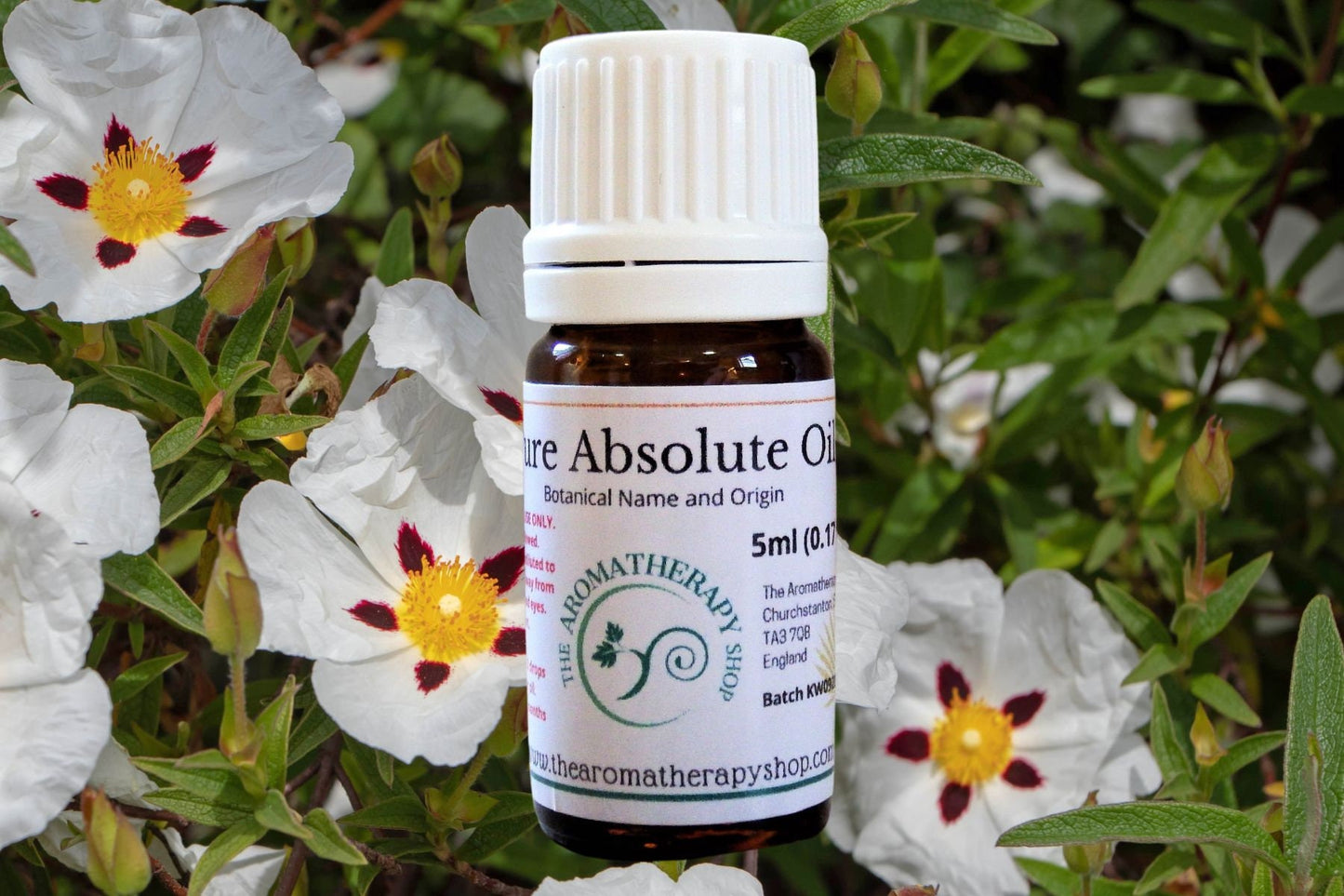Labdanum Absolute Oil
