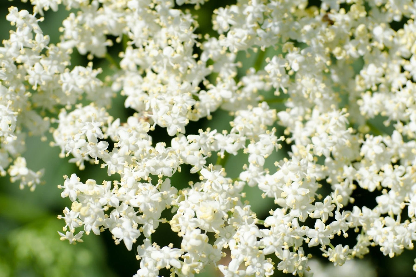 Elderflower Essential Oil