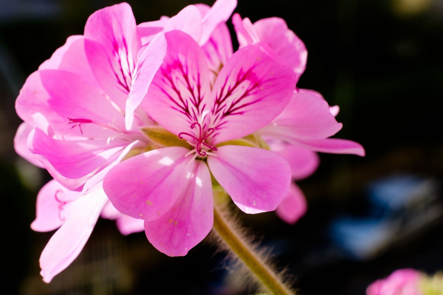 Geranium Pure Essential Oil