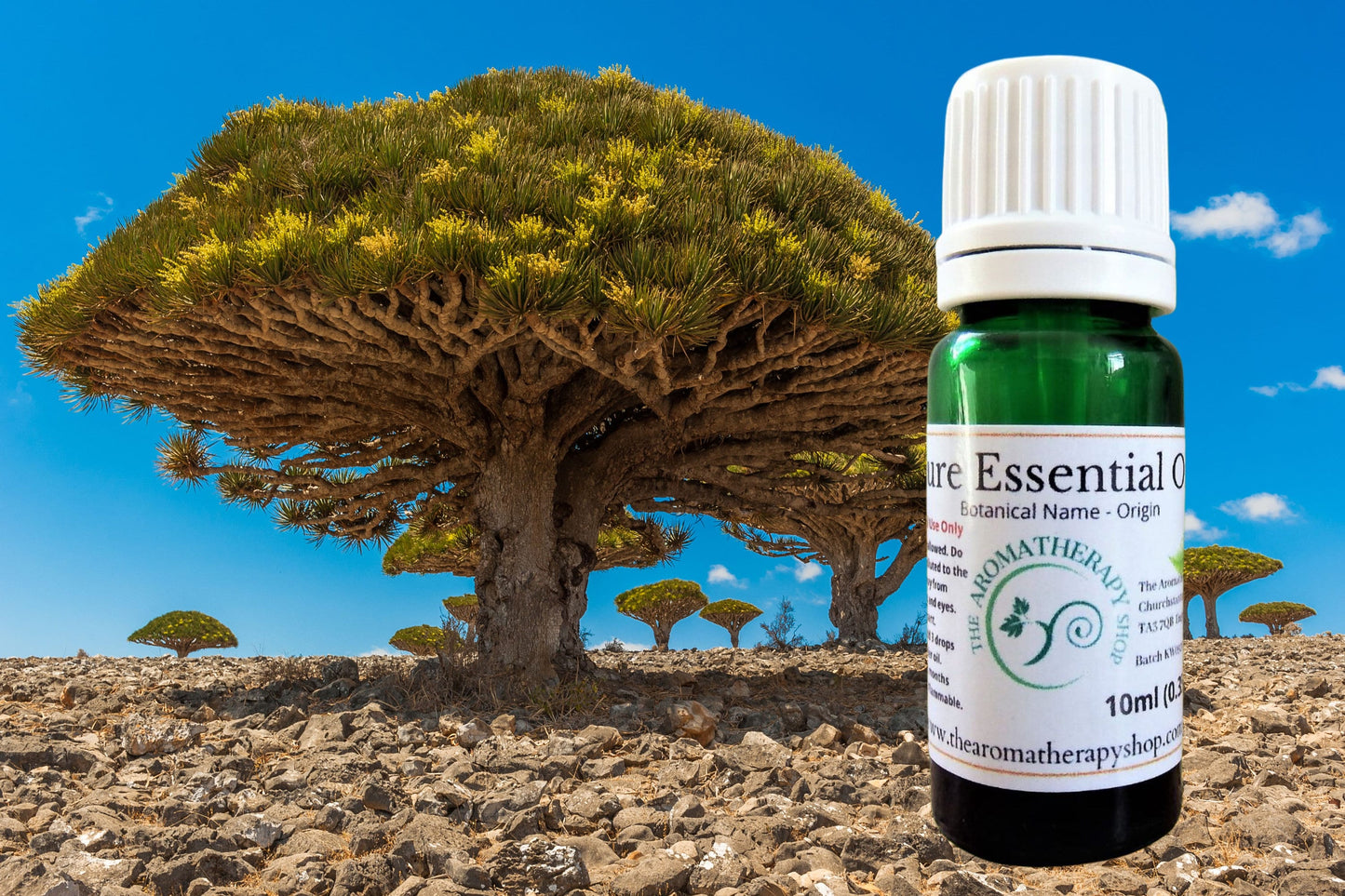 Dragon Tree Essential Oil / Deep, Sweet and Musky