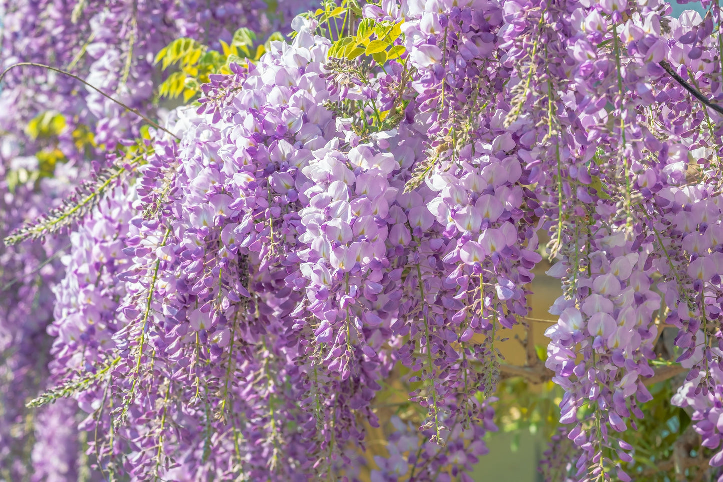 Wisteria Essential Oil / Origin Canada