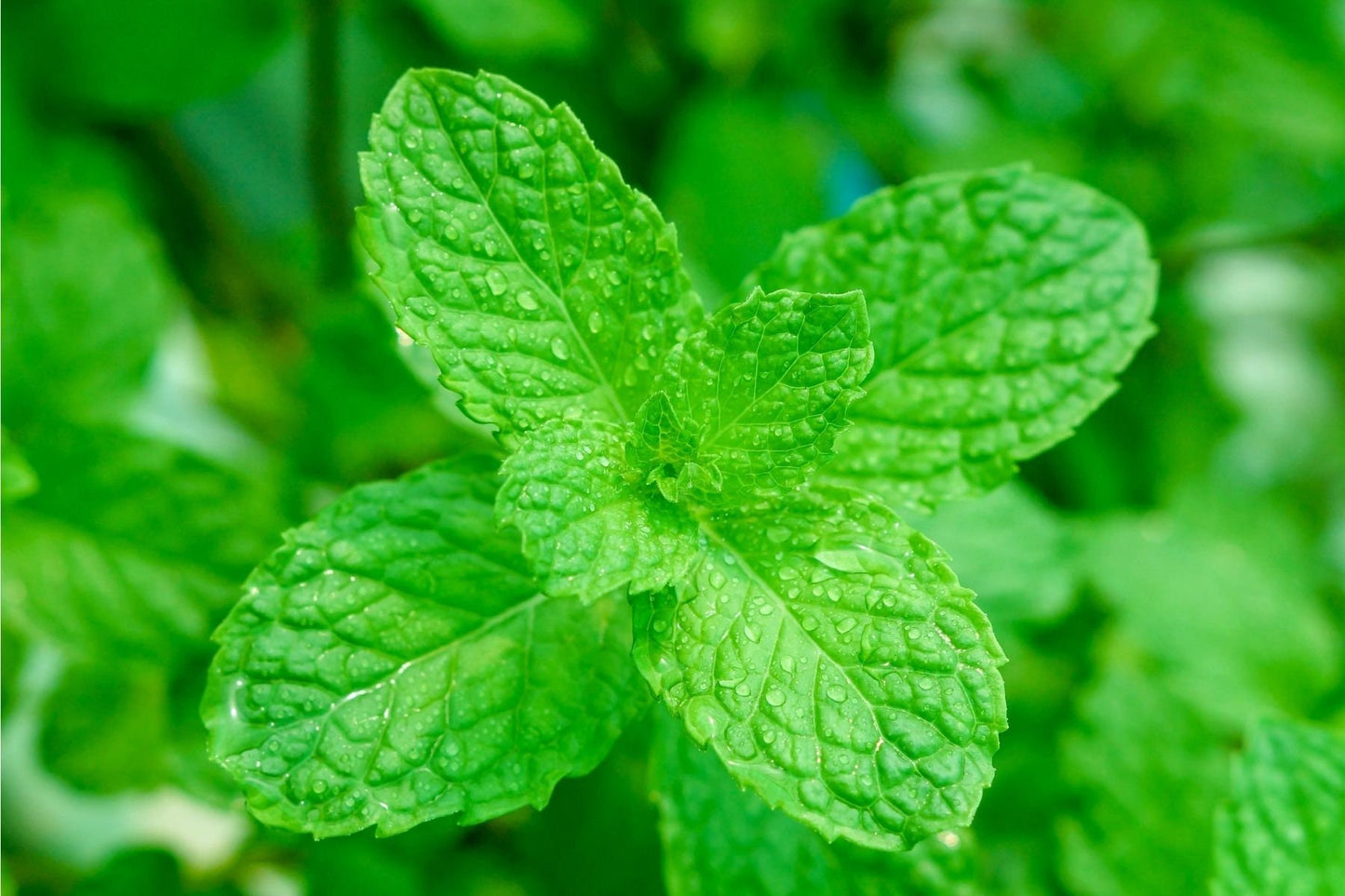 Peppermint Essential Oil / Organic (Origin: USA)