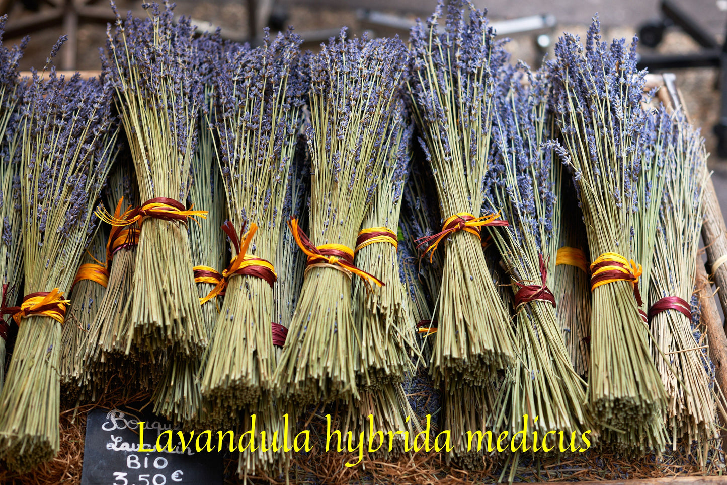 Lavandin Abrialis Absolute/ A Rarity!