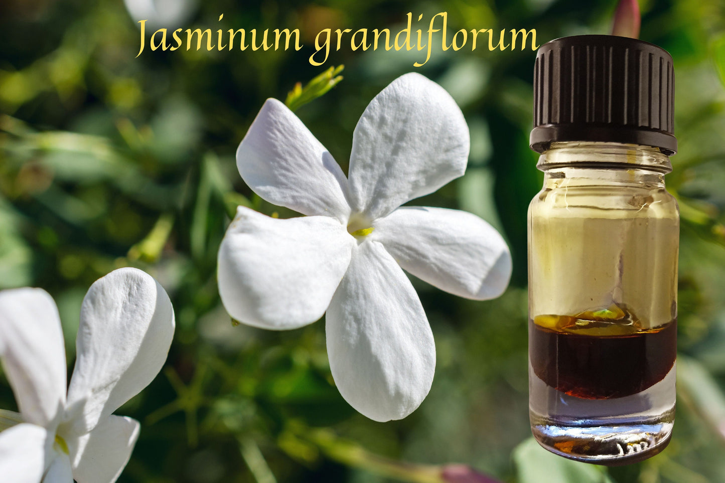 Jasmine Grandiflorum Absolute / Intensely Sweet and Floral