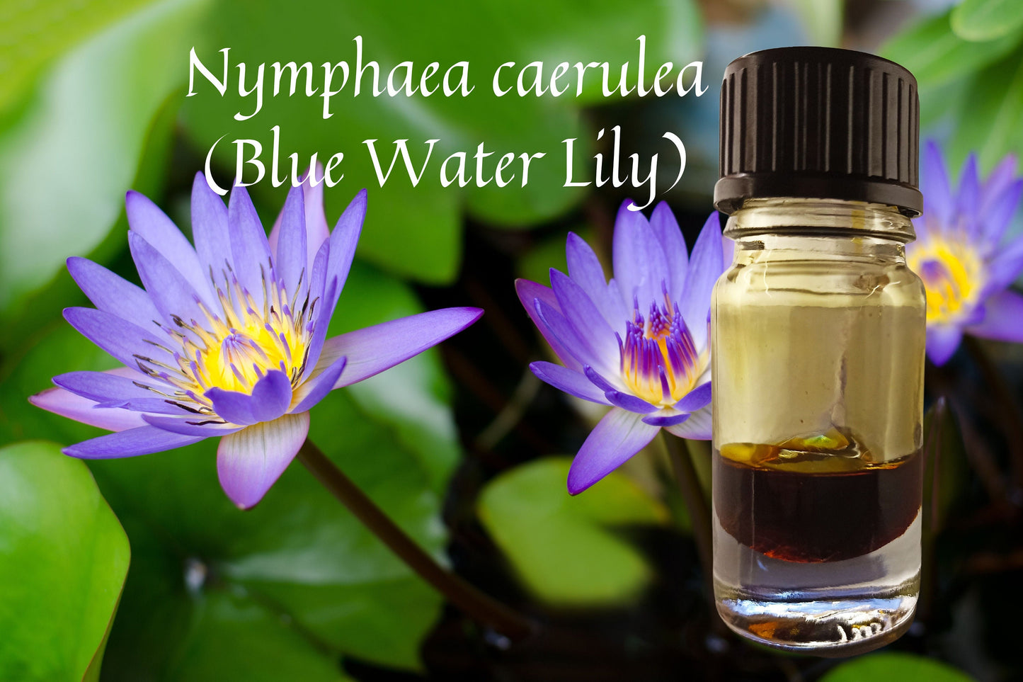 Perfumer's Blue Lotus Absolute/ Floral, Sweet and Earthy!