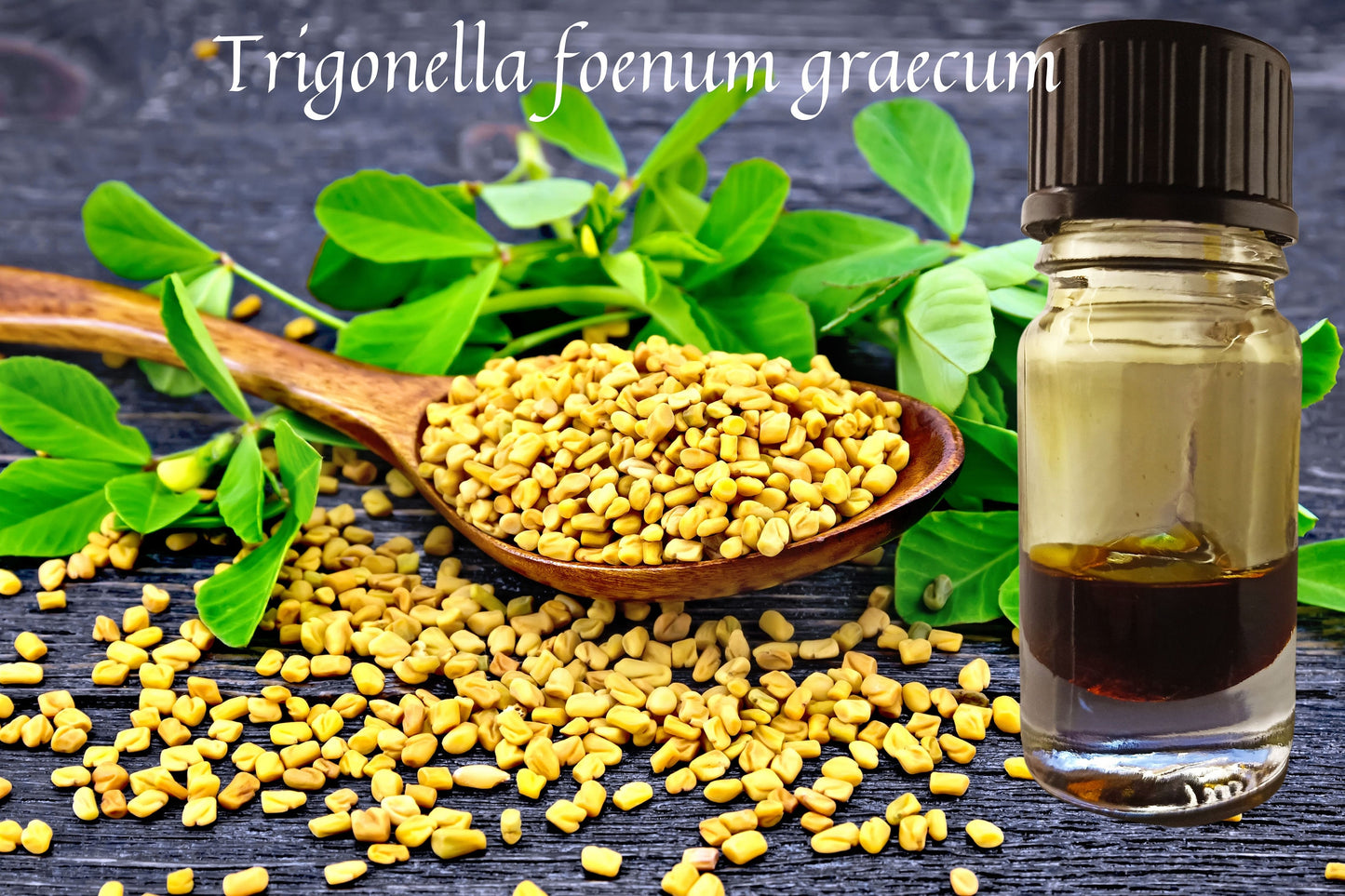 Fenugreek Absolute / Gourmand Base Notes