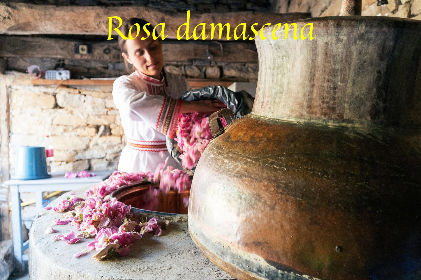 Rose Damask Absolute / Sweet and Floral