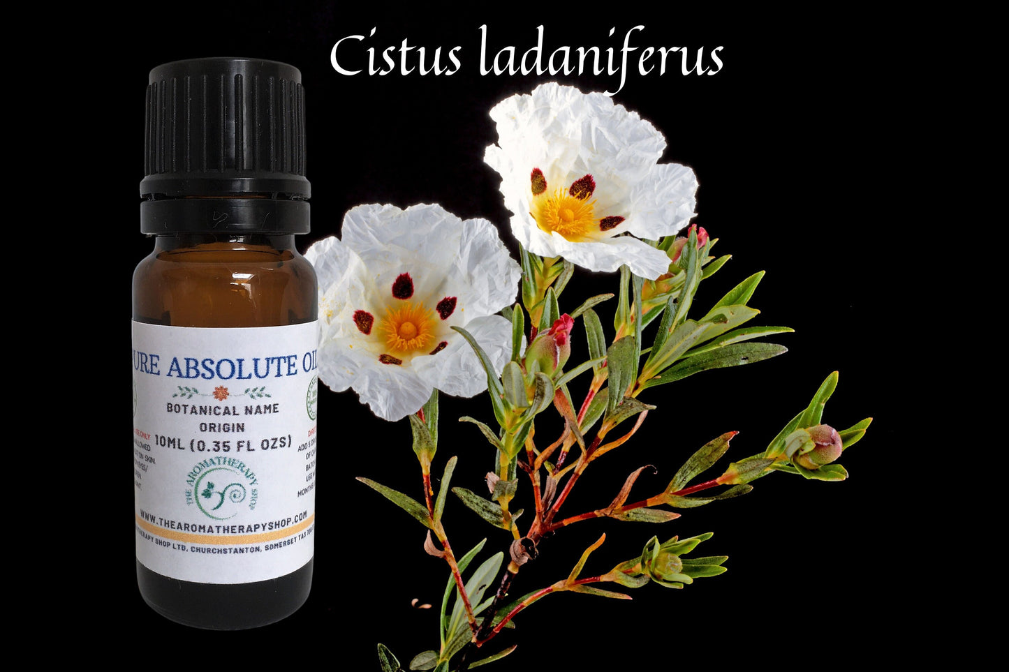 Labdanum Finest Absolute in 50% ETH / Intense and Rich
