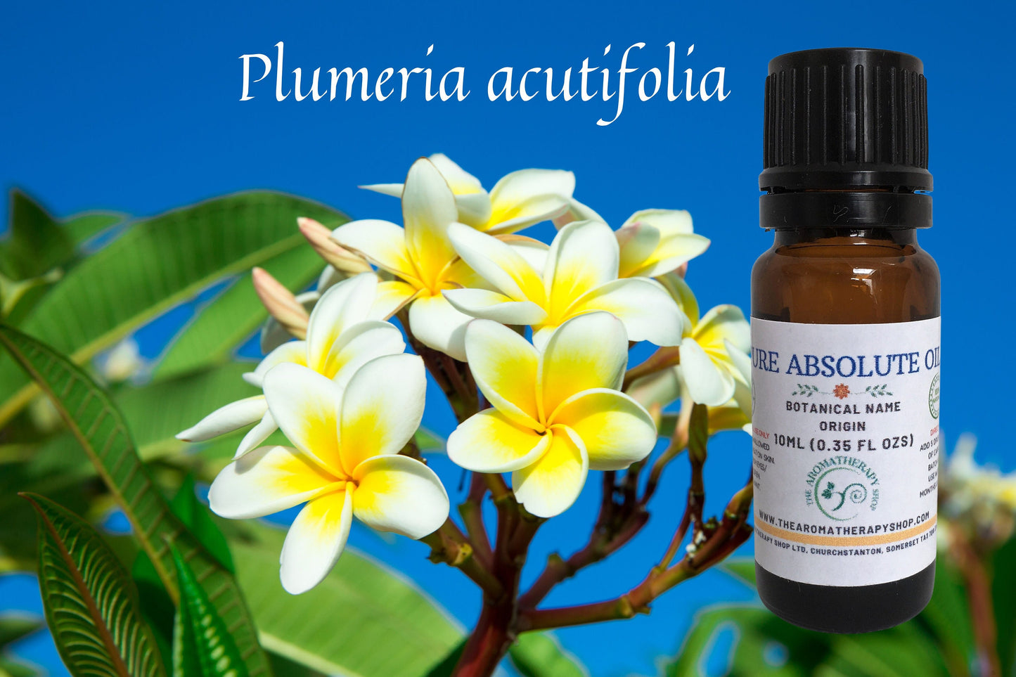 Perfumers Frangipani Absolute / Rich, Fruity Floral