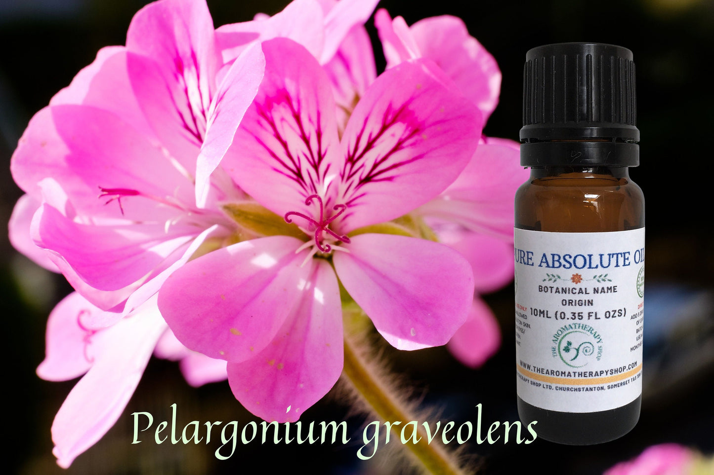 Geranium Pure Absolute / Origin Egypt