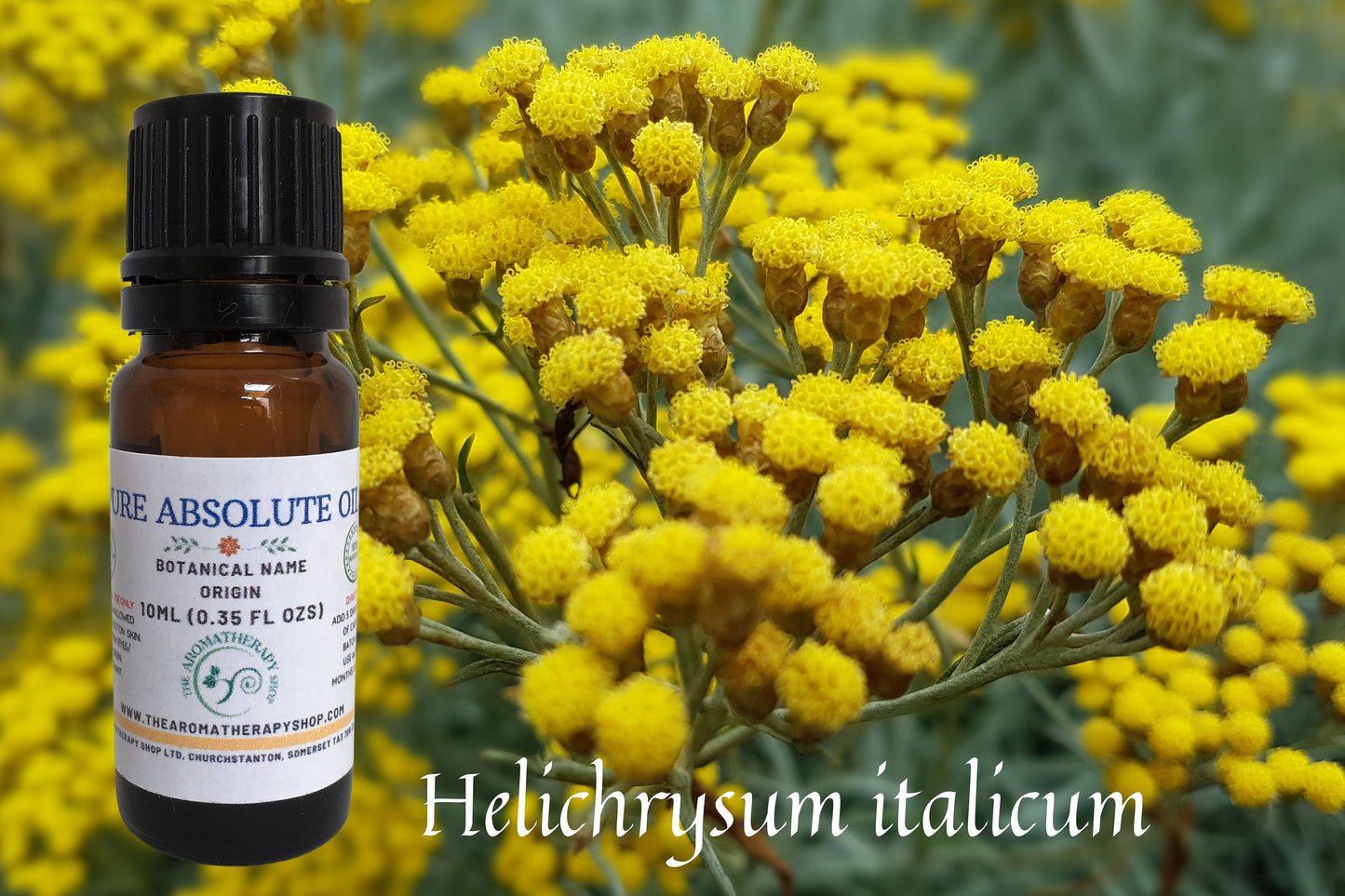 Spanish Immortelle Absolute / 10% in DPG