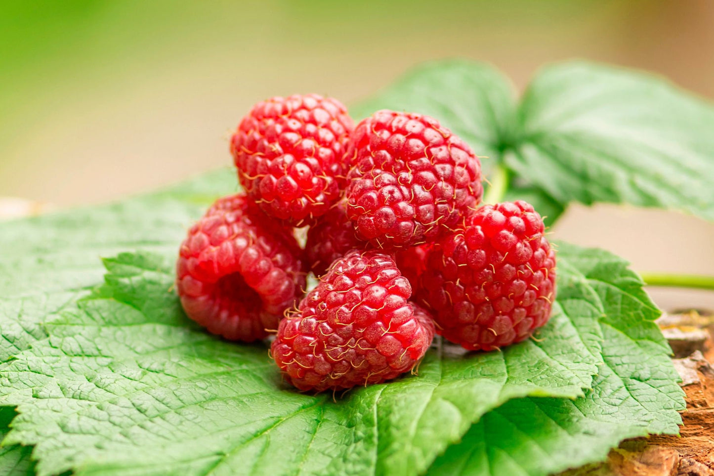 Raspberry Aroma Oil for Soaps, Candles, Lotions and Shampoos