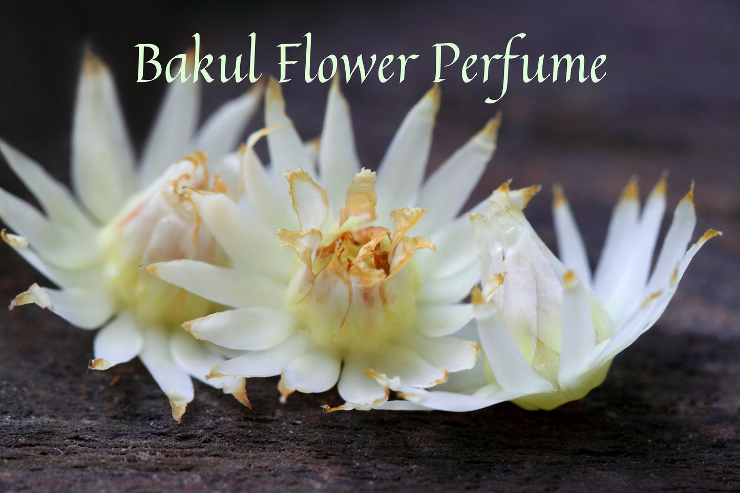 Bakul Flower Attar Natural Perfume