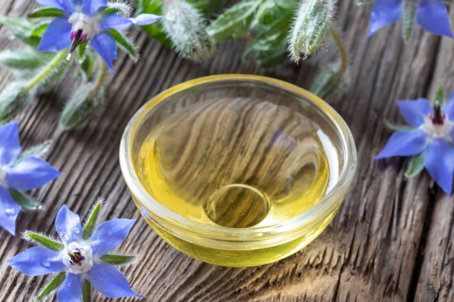 Borage Oil / Cold Pressed / Pure