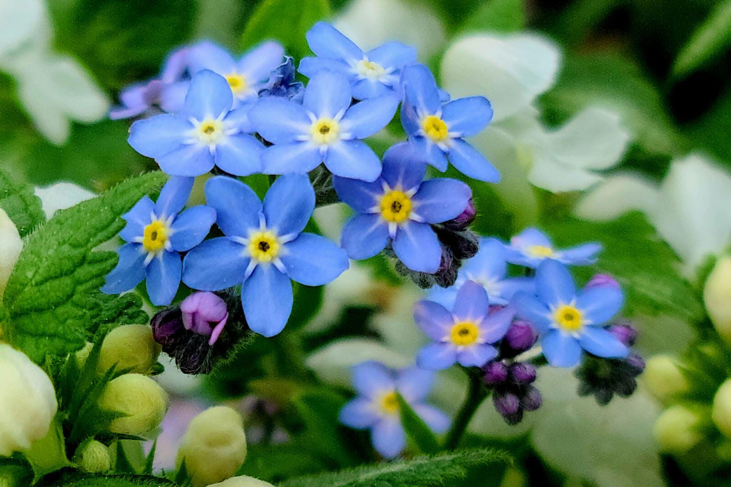 Forget-me-not Aroma Oil for Soaps, Candles, Lotions and Shampoos