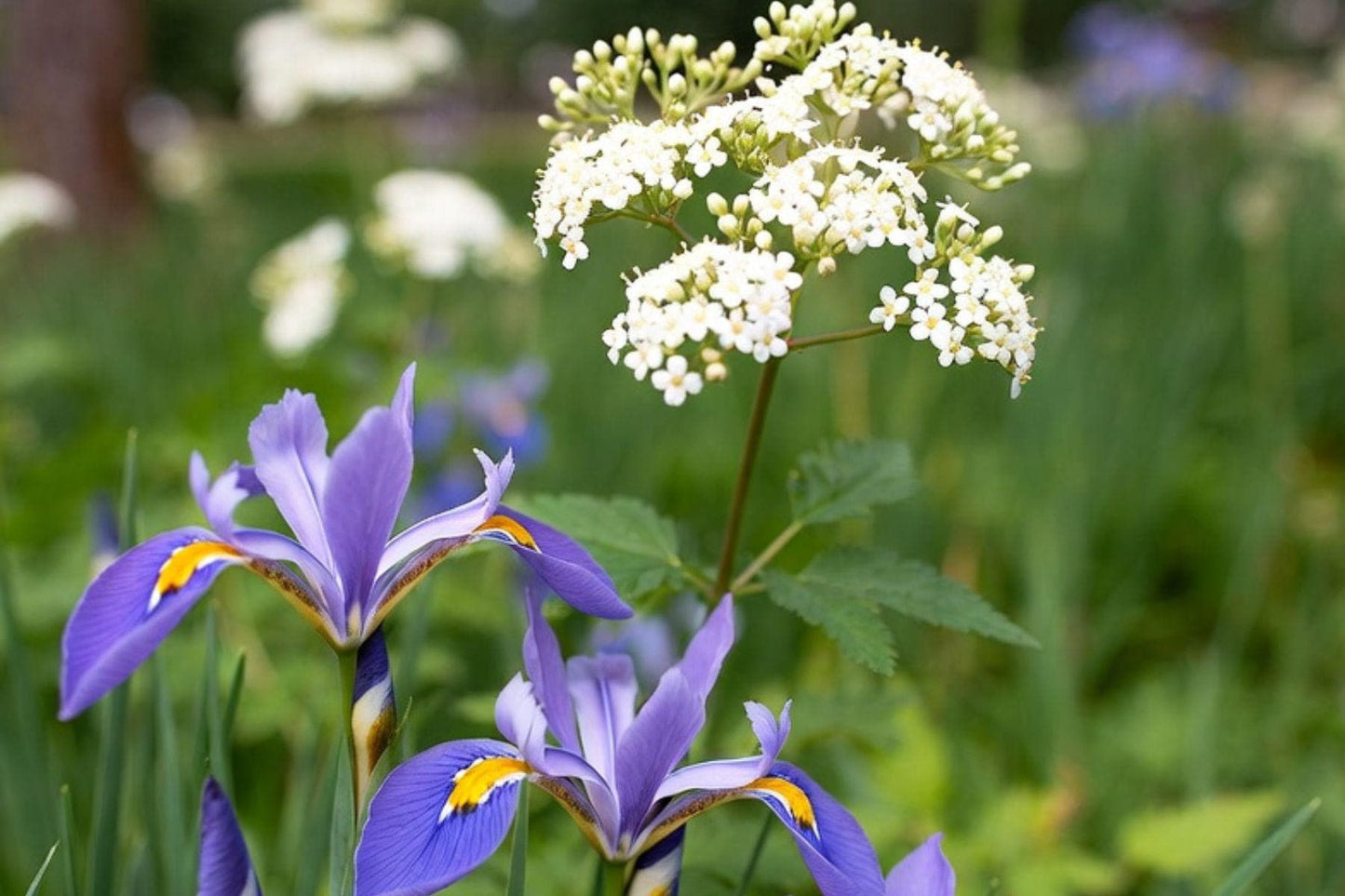 Iris and Elderflower Aroma Oil for Soaps, Candles, Lotions and Shampoos