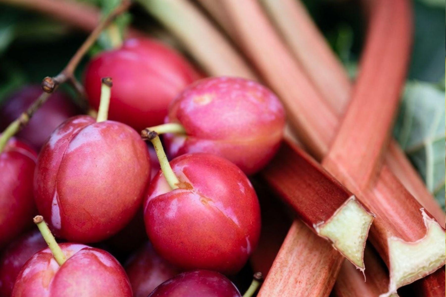 Plum & Rhubarb Aroma Oil for Soaps, Candles, Lotions and Shampoos