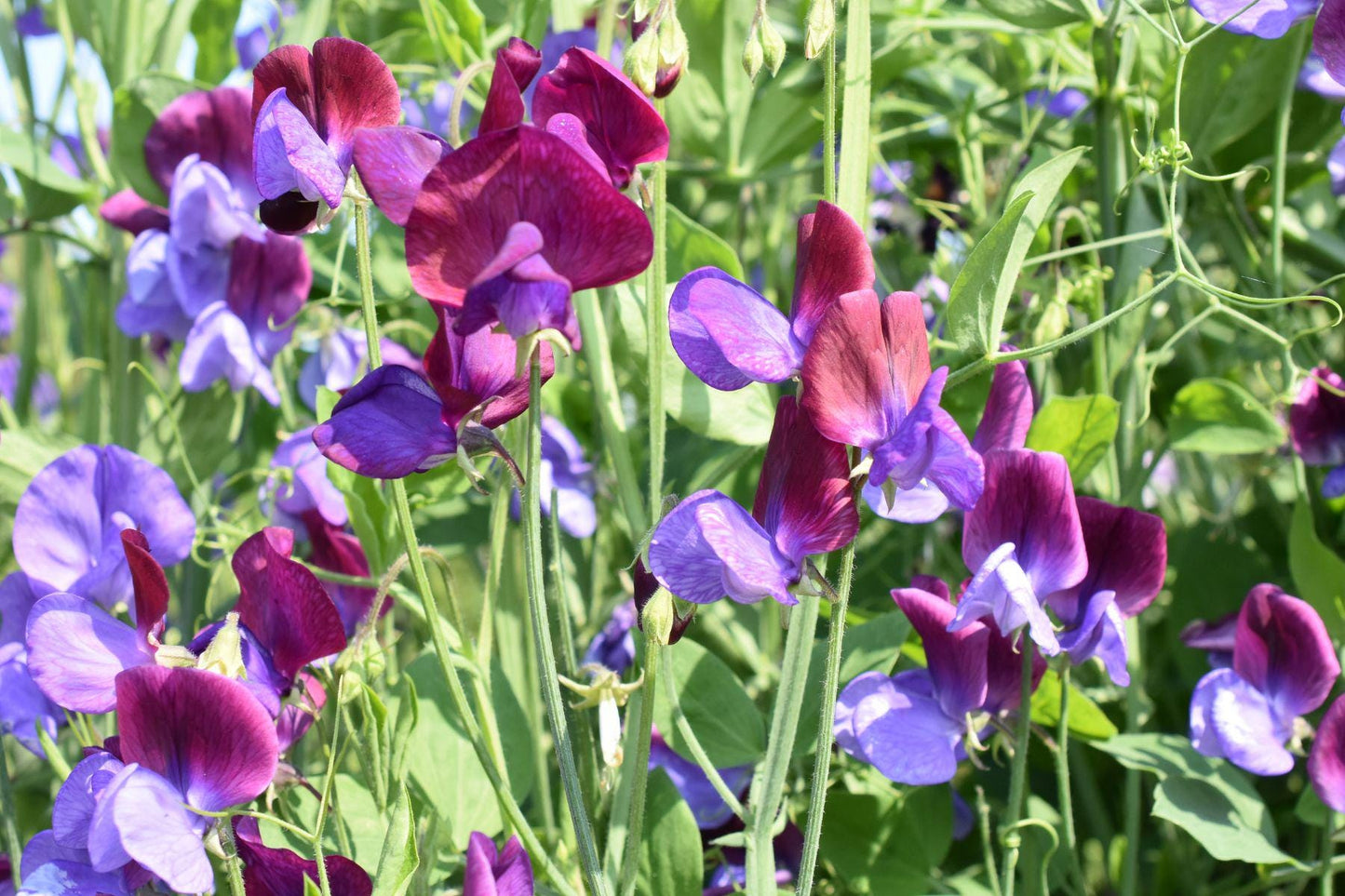 Sweet Pea Aroma Oil for Soaps, Candles, Lotions and Shampoos