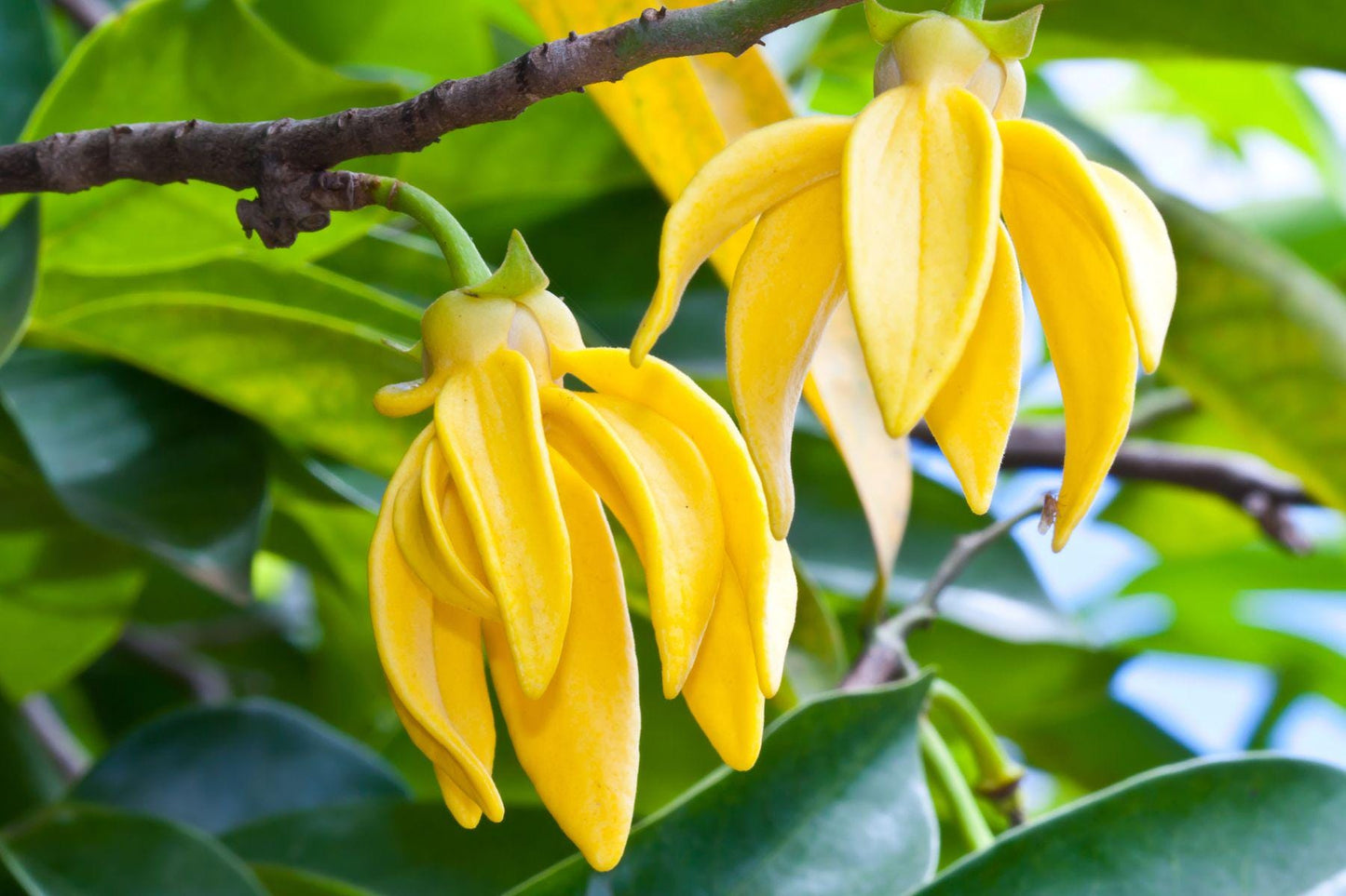 Ylang Ylang Aroma Oil for Soaps, Candles, Lotions and Shampoos