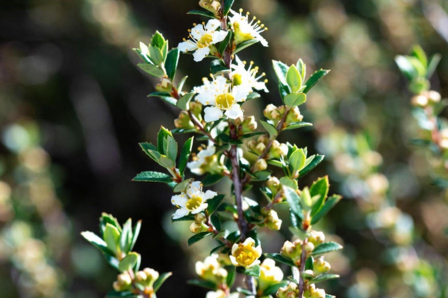 Lemon Tea Tree Essential Oil