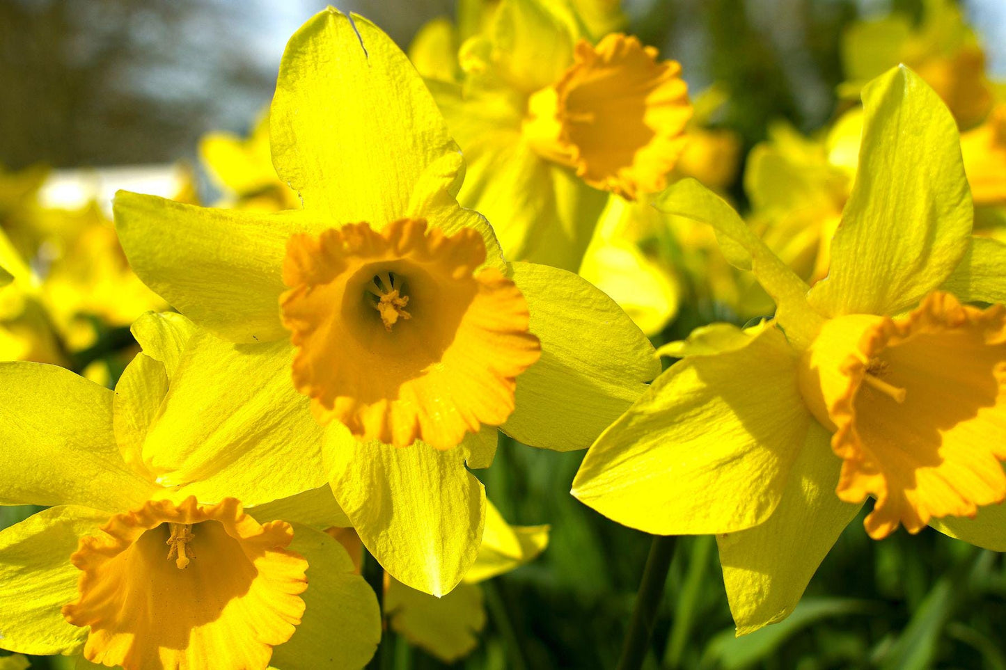 Daffodil Aroma Oil for Soaps, Candles, Lotions and Shampoos