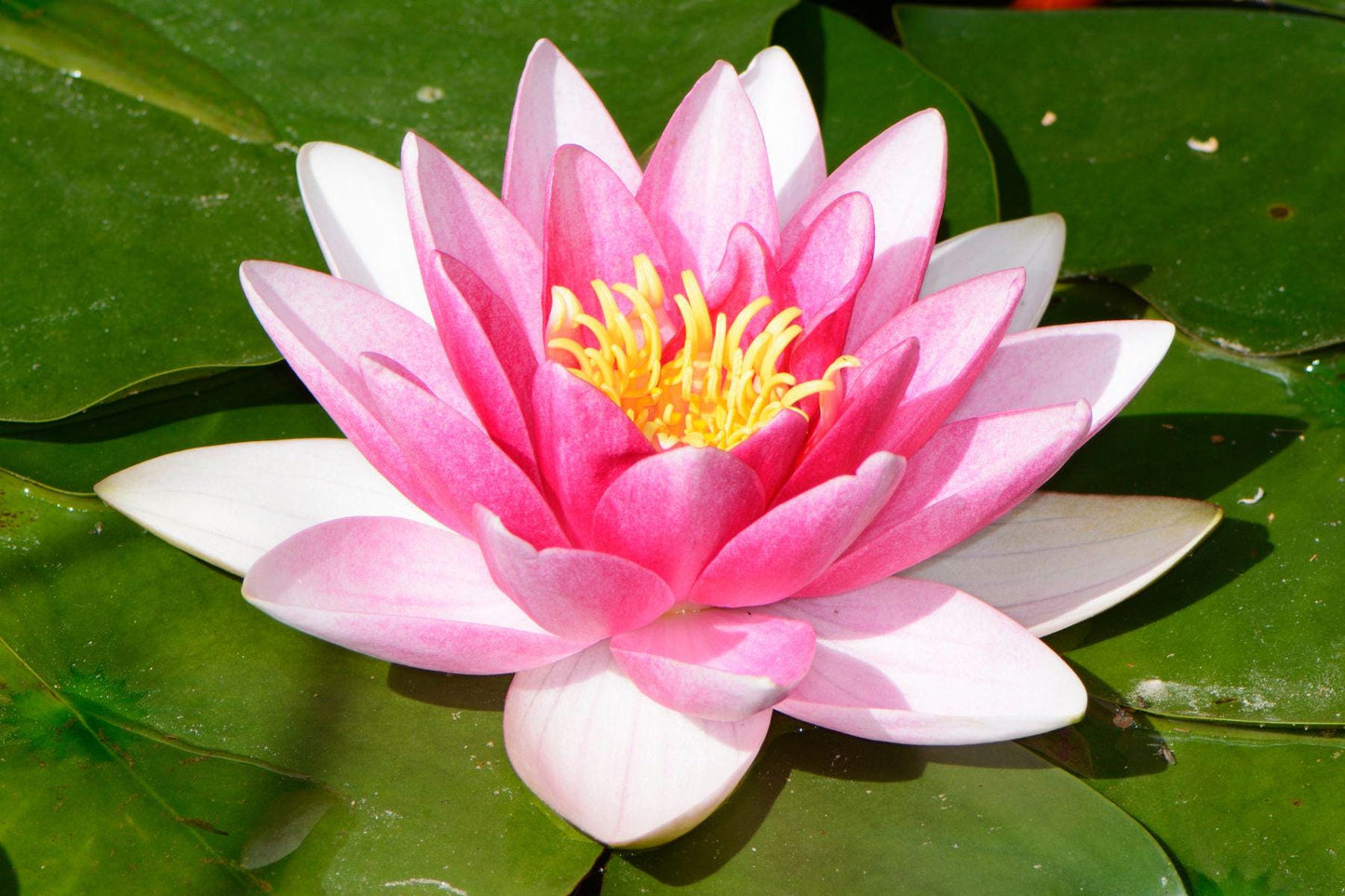 Egyptian Lotus Aroma Oil for Soaps, Candles, Lotions and Shampoos