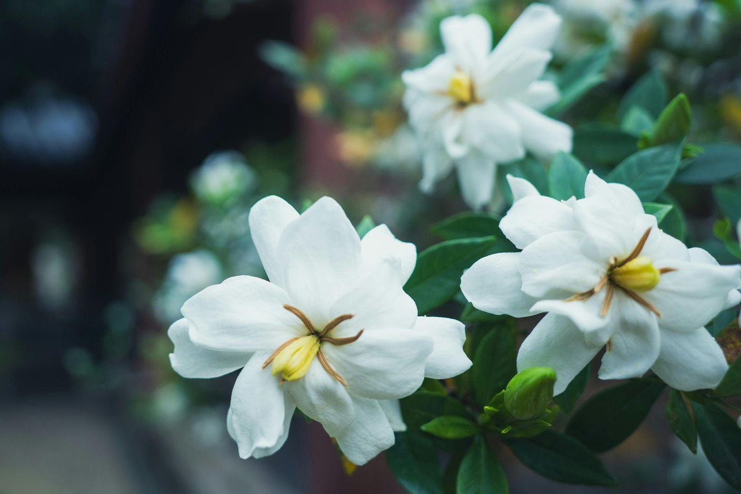 Gardenia Aroma Oil for Soaps, Candles, Lotions and Shampoos