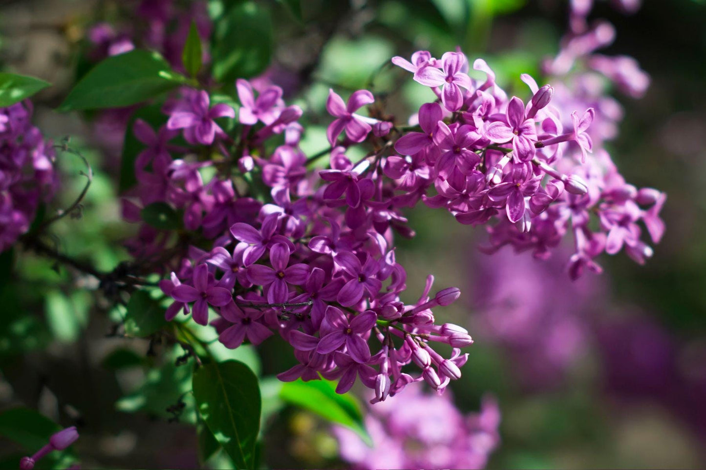Lilac Aroma Oil for Soaps, Candles, Lotions and Shampoos