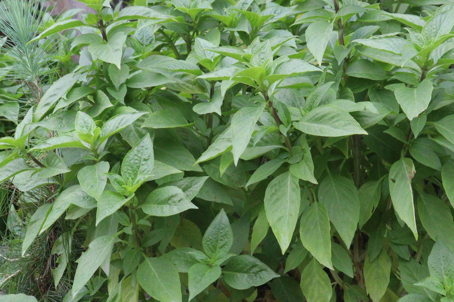 Lemon Basil Essential Oil